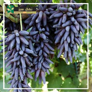 قیمت و خرید نهال انگور شمشیری (Sword grape seedling)