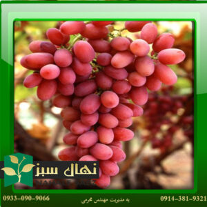 قیمت و خرید نهال انگور کریمسون - بی دانه Crimson grape seedling