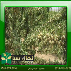 قیمت و خرید نهال بادام اسکندر Iskandar almond seedling