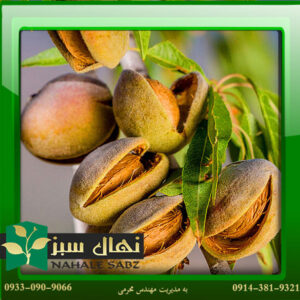 قیمت و خرید نهال بادام تاجری Commercial almond seedlings