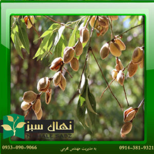 قیمت و خرید نهال بادام ربیع Rabi almond seedlings