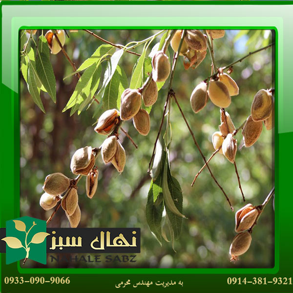 قیمت و خرید نهال بادام ربیع Rabi almond seedlings