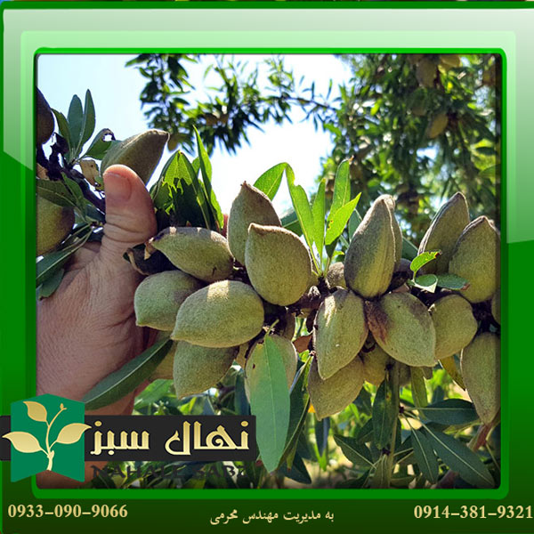 قیمت و خرید نهال بادام سامان Saman almond seedlings