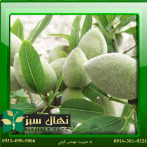 قیمت و خرید نهال بادام شاهرودی 21 - Shahroudi almond seedling 21