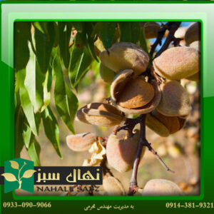 قیمت و خرید نهال بادام علی بالا Almond seedling alibala