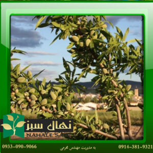 قیمت و خرید نهال بادام فرانیس - دیرگل Franis almond seedlings