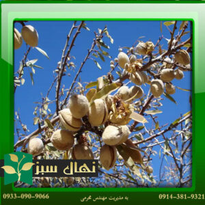 قیمت و خرید نهال بادام منقا Manga almond seedling