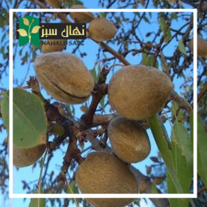 قیمت و خرید نهال بادام نان پاریل (Paril bread almond seedlings)