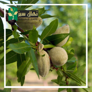 قیمت وخرید آنلاین نهال بادام سهند (Sahand almond seedlings)