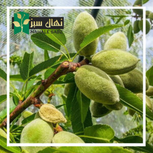 قیمت و خرید آنلاین نهال بادام فراستار (Farastar almond seedlings)