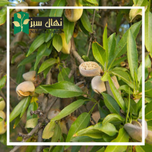 قیمت و خرید آنلاین نهال بادام فرانکولی (Francoli almond seedlings)