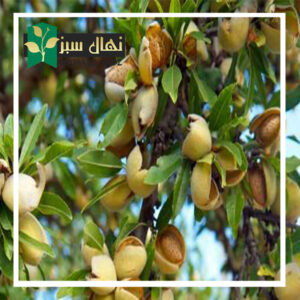 قیمت و خرید آنلاین نهال بادام گلوریتا (Glorietta almond seedlings)