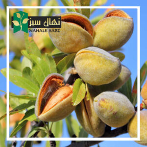 قیمت و خرید نهال بادام اسرائیلی (Israeli almond seedlings)