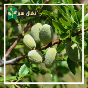 قیمت و خرید آنلاین نهال بادام لورانی ( Lorani almond seedlings)