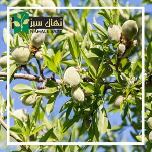 قیمت و خرید آنلاین نهال بادام مارکوانا (Marquana almond seedlings)