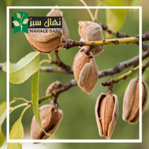 قیمت و خرید آنلاین نهال بادام اسکندر (Iskandar almond seedling)