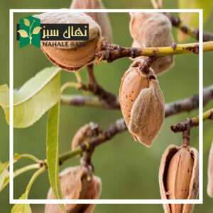 قیمت و خرید آنلاین نهال بادام تاجری (Commercial almond seedlings)