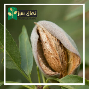 قیمت و خرید آنلاین نهال بادام تونو (Almond seedlings)
