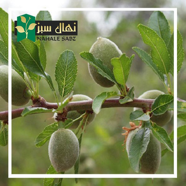 قیمت و خرید آنلاین نهال بادام حریر (Silk almond seedlings)