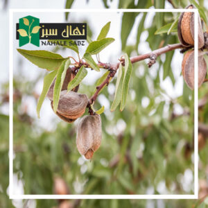قیمت و خرید آنلاین نهال بادام ربیع (Rabi almond seedlings)