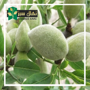 قیمت و خرید آنلاین نهال بادام سامان (Saman almond seedlings)