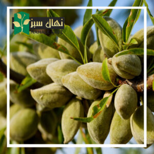 قیمت و خرید آنلاین نهال بادام شمشیری (Sword almond seedlings)