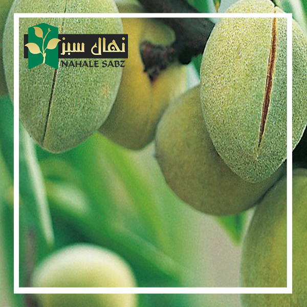 قیمت و خرید آنلاین نهال بادام پسته ای (Pistachio almond seedlings)