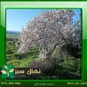 قیمت و خرید نهال بادام اسرائیلی Israeli almond seedlings