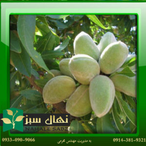 قیمت و خرید نهال بادام سوپرنوا Supernova almond seedlings