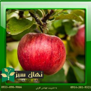 نهال سیب پنج پر (Five leaf apple seedling) 