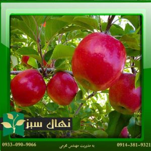 قیمت و خرید آنلاین نهال سیب پینک لیدی (Pink Lady apple seedling)
