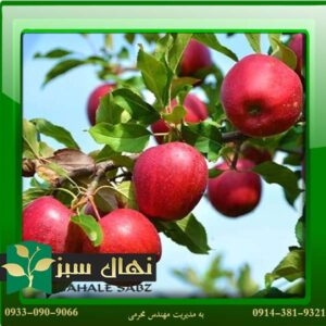 قیمت و خرید نهال سیب لبنانی قرمز Red Lebanese apple seedlings