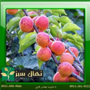 قیمت و خرید آنلاین نهال زردآلو نادری (Naderi Apricot seedlings)
