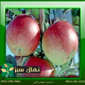 قیمت و خرید آنلاین نهال سیب برابورن (Bride's apple seedling)