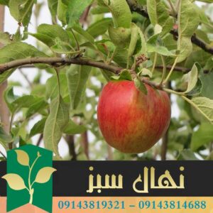 قیمت و خرید آنلاین نهال سیب قندک (Kandak apple seedling)