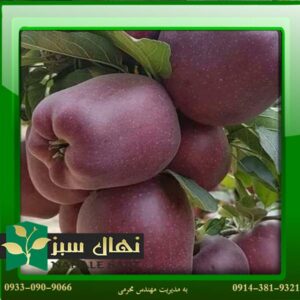 قیمت و خرید نهال سیب رد استارکینگ (Red Starking apple seedling)