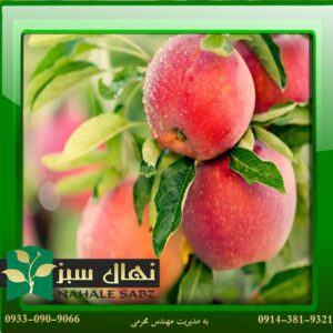 قیمت و خرید نهال سیب زنور Z-R apple seedling