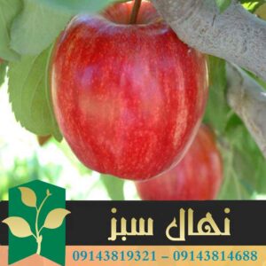 قیمت و خرید آنلاین نهال سیب رویال (Royal apple seedling)