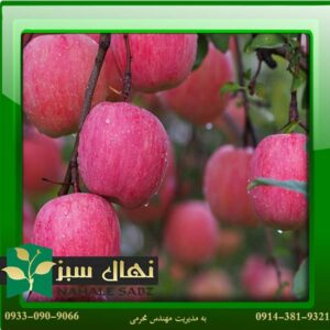 قیمت و خرید نهال سیب عروس Bride's apple seedling