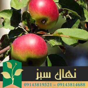 قیمت و خرید آنلاین نهال سیب گلشاهی (Gulshahi apple seedling)