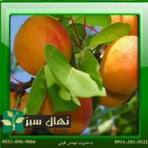 قیمت و خرید آنلاین نهال زرد آلو الفرد (Alfard apricot seedling)