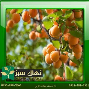 قیمت و خرید آنلاین نهال زرد آلو پاتریسون (Apricot seedlings Patterson)