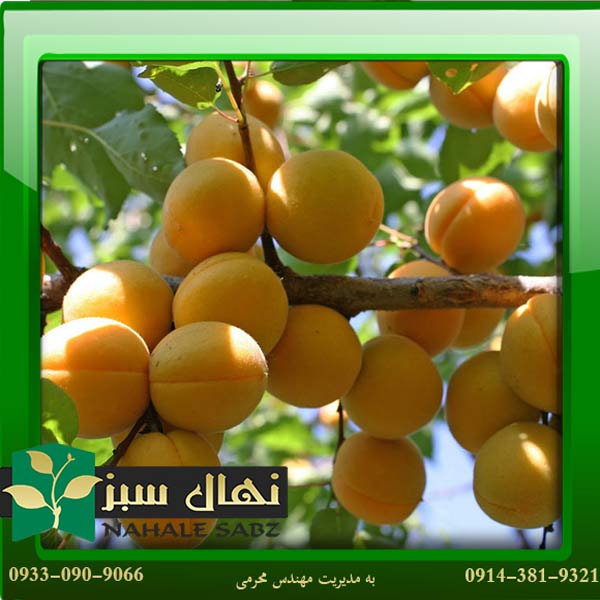 قیمت و خرید آنلاین نهال زرد آلو آپریگلد (Aprigold apricot seedling)