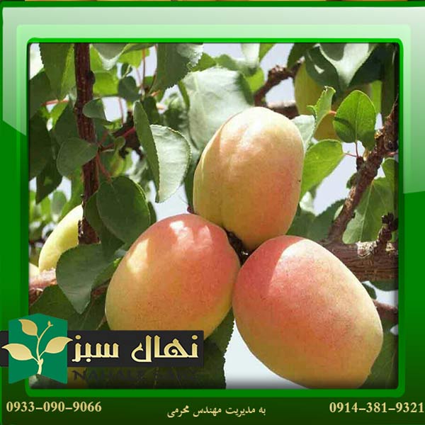 قیمت و خرید آنلاین نهال زرد آلو عسگرآباد (Asgarabad apricot seedling)