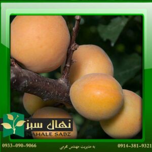 قیمت و خرید آنلاین نهال زرد آلو بلن هیم (Blenheim apricot seedling)