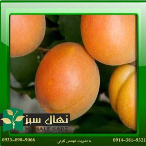 قیمت و خرید آنلاین نهال زرد آلو هارکوت (Harkot apricot seedling)