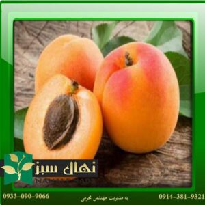 قیمت و خرید آنلاین نهال زرد آلو هارلاین (Harline apricot seedling)