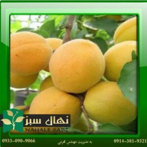 قیمت و خرید آنلاین نهال زردآلو هارمات (Harmat apricot seedling)
