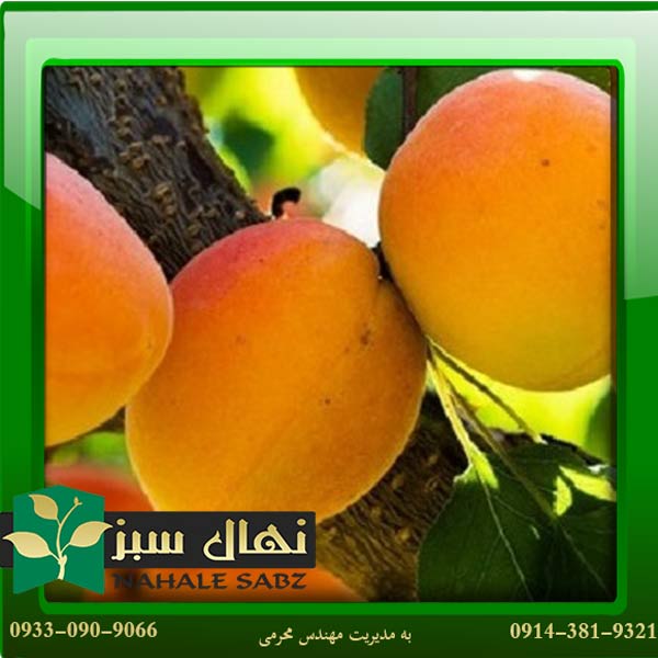 قیمت و خرید آنلاین نهال زرد آلو هارپوش (Harposh apricot seedling)