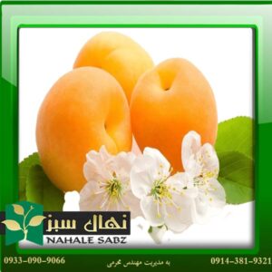 قیمت و خرید آنلاین نهال زرد آلو هاروی (Harvey apricot seedling)